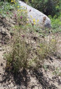 clustered or Yakima bird's-beak (<em>Cordylanthus capitatus</em>)