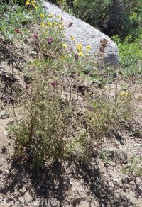 clustered or Yakima bird's-beak (<em>Cordylanthus capitatus</em>)