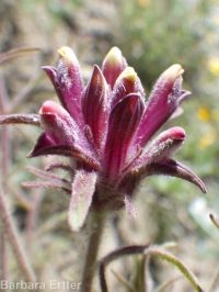 clustered or Yakima bird's-beak (<em>Cordylanthus capitatus</em>)