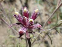 clustered or Yakima bird's-beak (<em>Cordylanthus capitatus</em>)