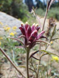 clustered or Yakima bird's-beak (<em>Cordylanthus capitatus</em>)