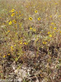 Columbia coreopsis, golden or Atkinson's tickseed (<em>Coreopsis tinctoria</em>)