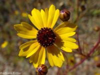 Columbia coreopsis, golden or Atkinson's tickseed (<em>Coreopsis tinctoria</em>)