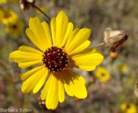 Columbia coreopsis, golden or Atkinson's tickseed (<em>Coreopsis tinctoria</em>)
