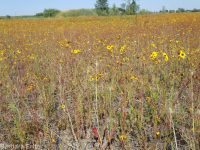 Columbia coreopsis, golden or Atkinson's tickseed (<em>Coreopsis tinctoria</em>)
