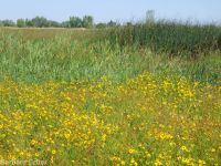 Columbia coreopsis, golden or Atkinson's tickseed (<em>Coreopsis tinctoria</em>)