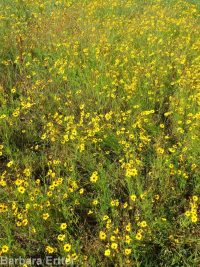 Columbia coreopsis, golden or Atkinson's tickseed (<em>Coreopsis tinctoria</em>)