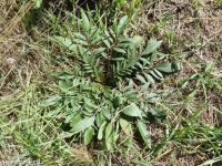 Columbia coreopsis, golden or Atkinson's tickseed (<em>Coreopsis tinctoria</em>)
