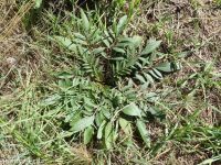 Columbia coreopsis, golden or Atkinson's tickseed (<em>Coreopsis tinctoria</em>)