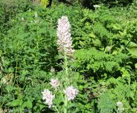 Cusick's corydalis (<em>Corydalis caseana var. cusickii</em>)
