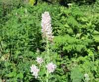 Cusick's corydalis (<em>Corydalis caseana var. cusickii</em>)