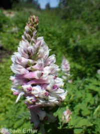 Cusick's corydalis (<em>Corydalis caseana var. cusickii</em>)