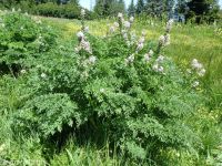 Cusick's corydalis (<em>Corydalis caseana var. cusickii</em>)