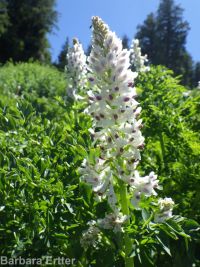 Cusick's corydalis (<em>Corydalis caseana var. cusickii</em>)