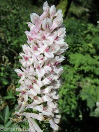 Cusick's corydalis (<em>Corydalis caseana var. cusickii</em>)
