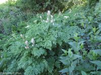 Cusick's corydalis (<em>Corydalis caseana var. cusickii</em>)