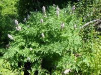 Cusick's corydalis (<em>Corydalis caseana var. cusickii</em>)