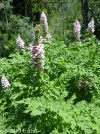 Cusick's corydalis (<em>Corydalis caseana var. cusickii</em>)