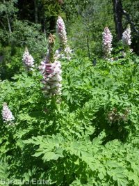 Cusick's corydalis (<em>Corydalis caseana var. cusickii</em>)