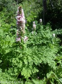 Cusick's corydalis (<em>Corydalis caseana var. cusickii</em>)