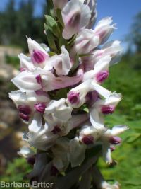 Cusick's corydalis (<em>Corydalis caseana var. cusickii</em>)