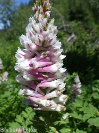 Cusick's corydalis (<em>Corydalis caseana var. cusickii</em>)