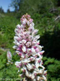 Cusick's corydalis (<em>Corydalis caseana var. cusickii</em>)