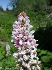 Cusick's corydalis (<em>Corydalis caseana var. cusickii</em>)