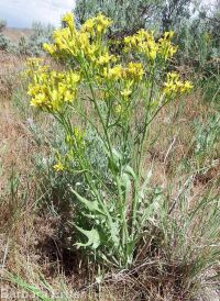 tapertip or longleaf hawksbeard (<em>Crepis acuminata</em>)