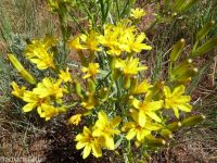 tapertip or longleaf hawksbeard (<em>Crepis acuminata</em>)