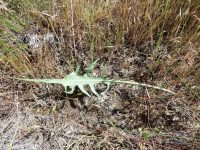 tapertip or longleaf hawksbeard (<em>Crepis acuminata</em>)