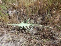 tapertip or longleaf hawksbeard (<em>Crepis acuminata</em>)