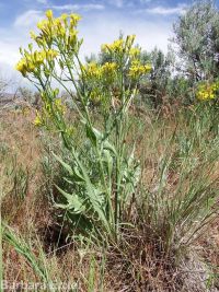 tapertip or longleaf hawksbeard (<em>Crepis acuminata</em>)