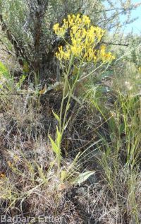 tapertip or longleaf hawksbeard (<em>Crepis acuminata</em>)