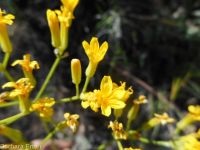 tapertip or longleaf hawksbeard (<em>Crepis acuminata</em>)
