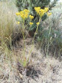 tapertip or longleaf hawksbeard (<em>Crepis acuminata</em>)
