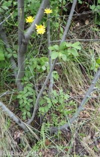 slender or dark hawksbeard (<em>Crepis atribarba</em>)