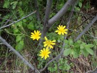 slender or dark hawksbeard (<em>Crepis atribarba</em>)