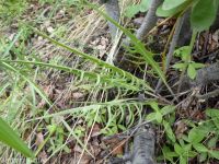 slender or dark hawksbeard (<em>Crepis atribarba</em>)