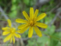 slender or dark hawksbeard (<em>Crepis atribarba</em>)
