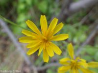 slender or dark hawksbeard (<em>Crepis atribarba</em>)