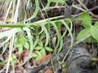 slender or dark hawksbeard (<em>Crepis atribarba</em>)