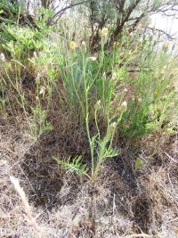 Modoc hawksbeard (<em>Crepis modocensis</em>)