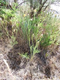 Modoc hawksbeard (<em>Crepis modocensis</em>)