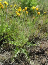 Modoc hawksbeard (<em>Crepis modocensis</em>)