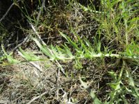 Modoc hawksbeard (<em>Crepis modocensis</em>)