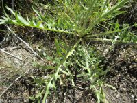Modoc hawksbeard (<em>Crepis modocensis</em>)