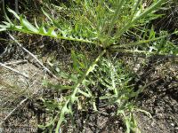 Modoc hawksbeard (<em>Crepis modocensis</em>)