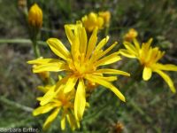 Modoc hawksbeard (<em>Crepis modocensis</em>)
