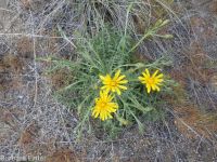 Modoc hawksbeard (<em>Crepis modocensis</em>)